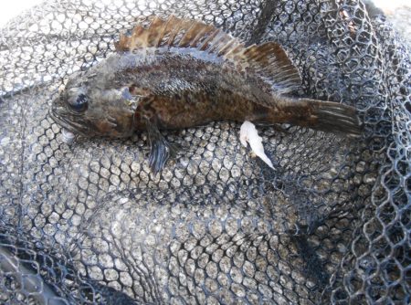 ロックフィッシュ 三種類